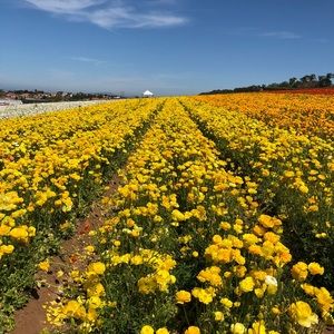 Meet your Posher, Eleanor